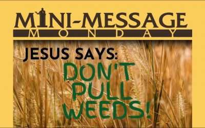 Mini-Message Monday: Jesus Said: Don’t Pull Weeds!