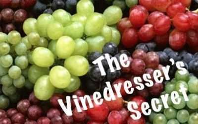 The Vinedresser’s Secret