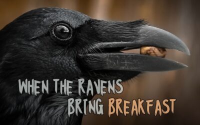 Fireside Friday: When The Ravens Bring Breakfast